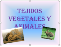 célula vegetal y animal - Grado 1 - Quizizz