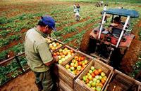 ESTÁNDARES MÍNIMOS 0312 DE EMPRESAS DE PRODUCCIÓN AGROPECUARIA. COLOMBIA