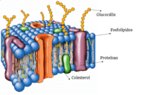 la membrana celular Tarjetas didácticas - Quizizz