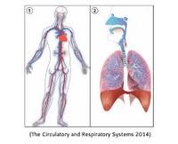 the circulatory and respiratory systems - Class 9 - Quizizz