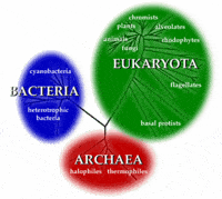 bacteria and archaea - Year 8 - Quizizz