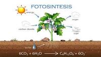 fotosintesis - Kelas 12 - Kuis