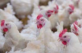 Learning Task 2 - Identify The Market Forms Of Poultry | Quizizz