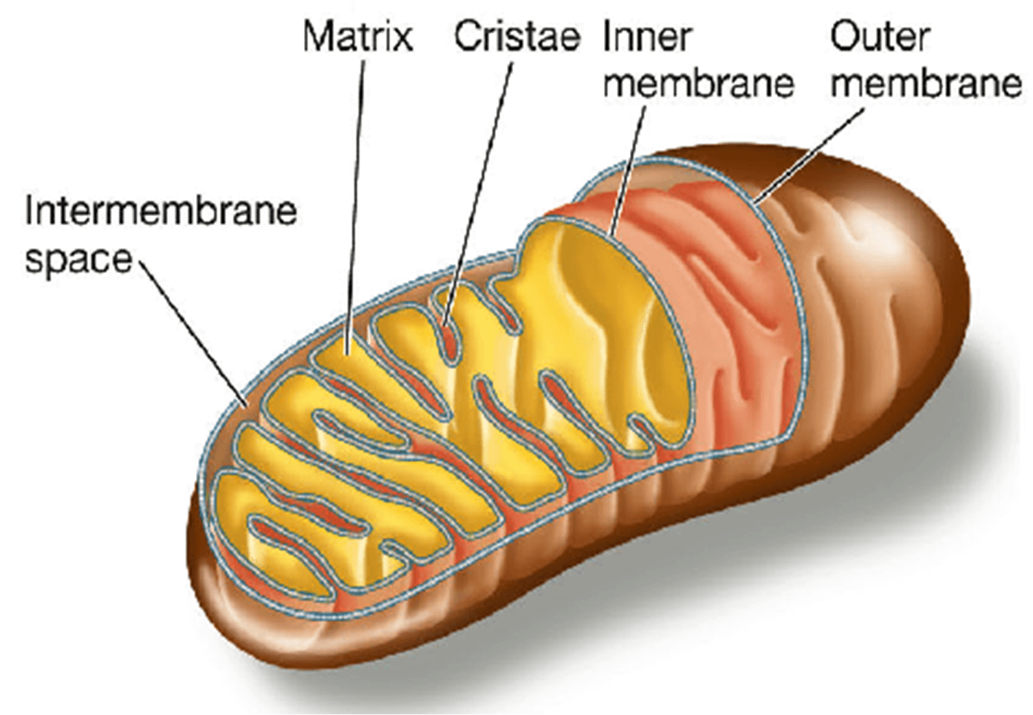 cell-structures-and-organelles-advanced-biology-chapter-4-quiz-quizizz