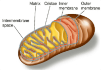 Cell Structures and Organelles (Advanced Biology Chapter 4)