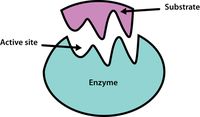 enzymy - Klasa 10 - Quiz