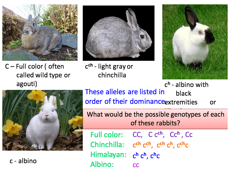 Multiple Alleles And Sex Linked Genes Biology Quizizz 3149