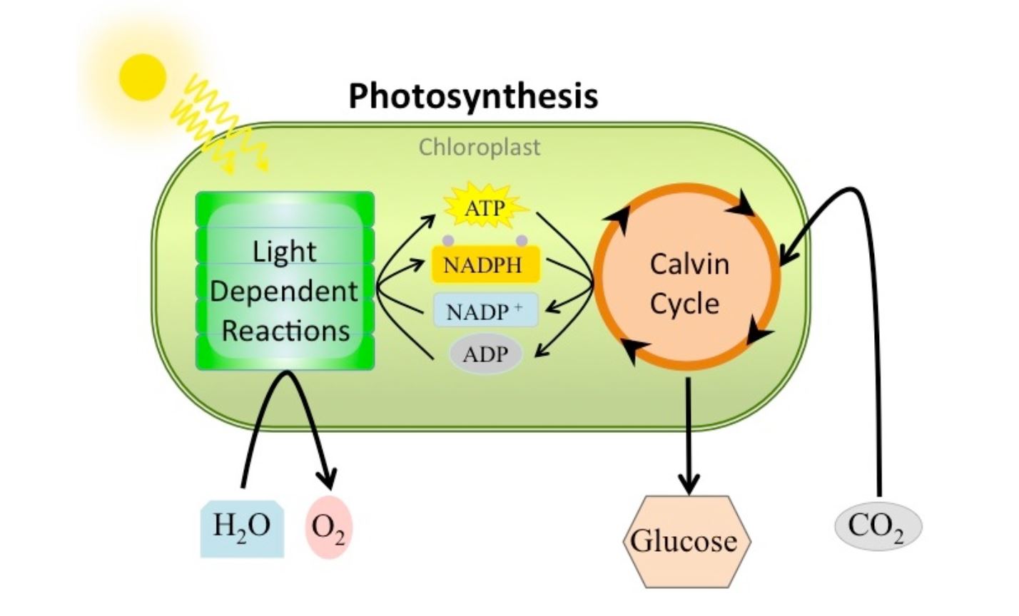 2-07-photosynthesis-storyboard-by-a2b3780c