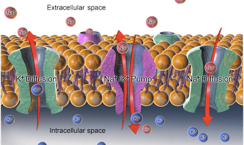 Cell Transport