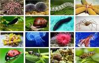 vertebrados e invertebrados - Grado 7 - Quizizz