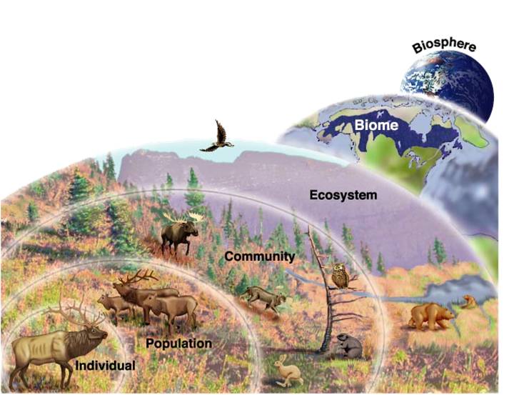 Ecosystems & Levels of Organization