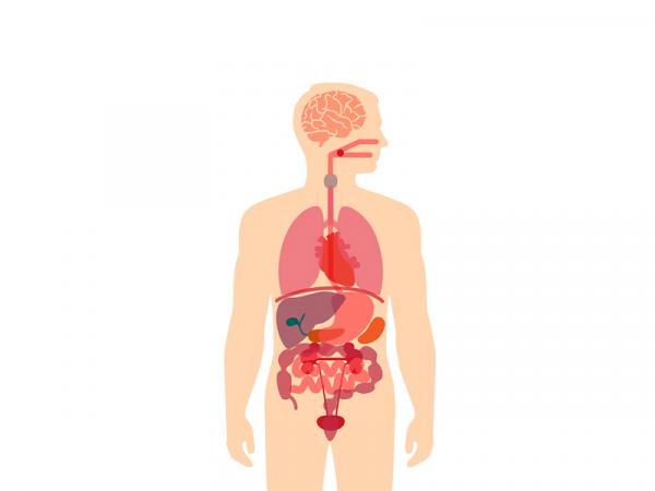 Anatomía Humana | Science - Quizizz