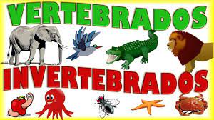 vertebrados e invertebrados - Série 3 - Questionário