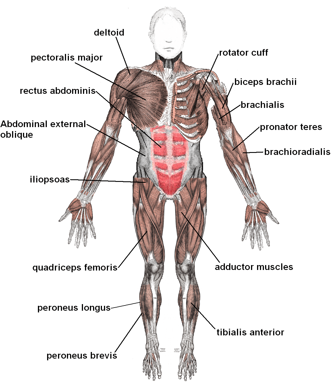 muscular-system-general-health-quiz-quizizz