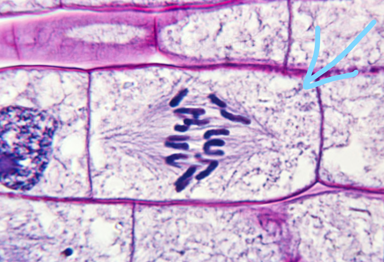 mitosis - Grado 6 - Quizizz