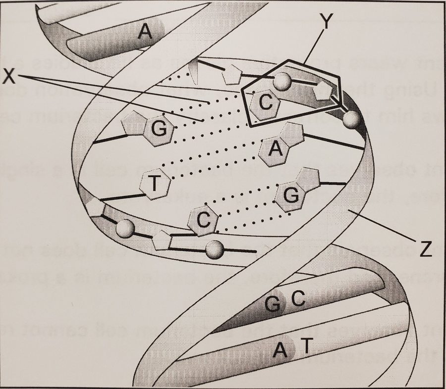 Nucleic Acids Review | Biology - Quizizz