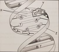 Amino Acids Flashcards - Quizizz