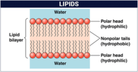 developmental biology - Grade 8 - Quizizz