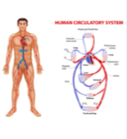 the circulatory and respiratory systems - Grade 7 - Quizizz