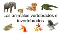 vertebrados e invertebrados - Série 9 - Questionário