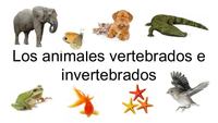 vertebrados e invertebrados Tarjetas didácticas - Quizizz