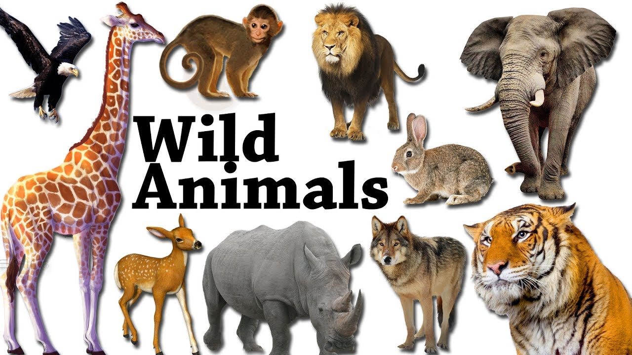 Wild Animals | 1.2K plays | Quizizz