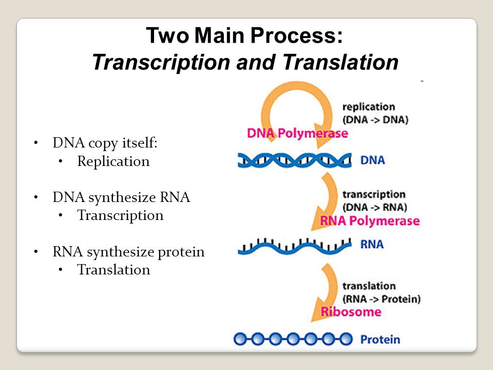 Transcription And Translation | Biology Quiz - Quizizz