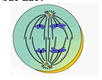 Phân số như một phần của một tổng thể - Lớp 9 - Quizizz