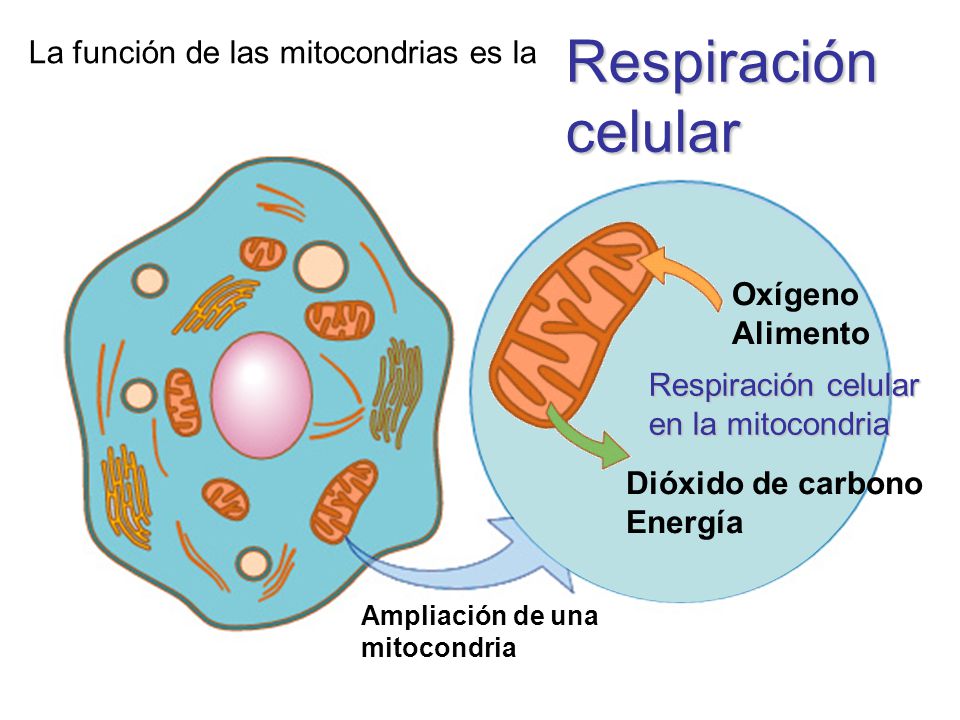 respiración celular - Grado 6 - Quizizz