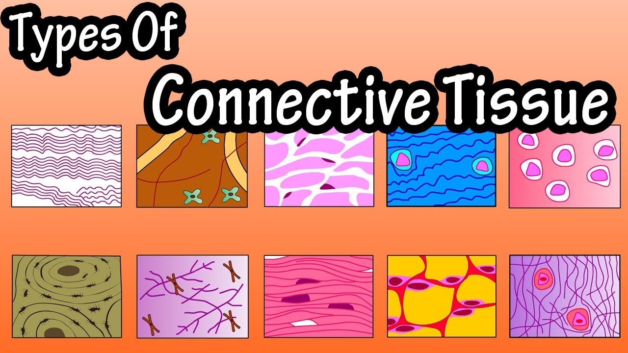 Connective Tissue | Science Quiz - Quizizz