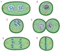 mitosis - Grado 11 - Quizizz