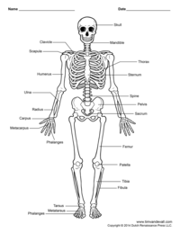 tissues - Class 5 - Quizizz