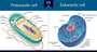 Prokaryotic and Eukaryotic Cells