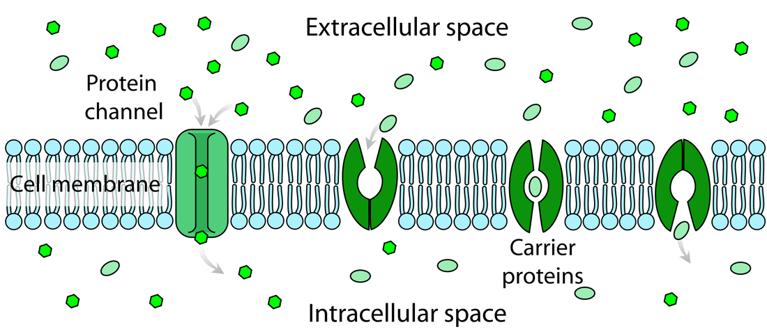 passive-and-active-transport-review-biology-quizizz