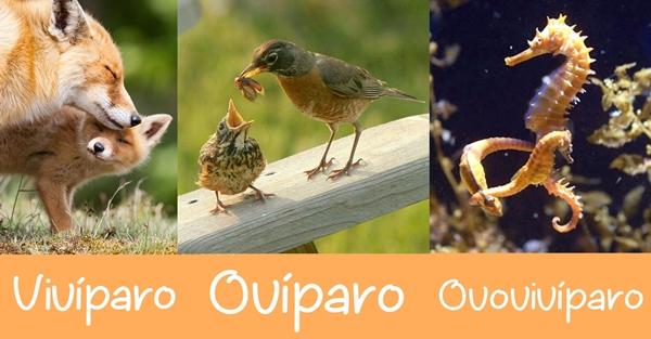 Animales ovíparos, vivíparos y ovovivíparos | Quizizz