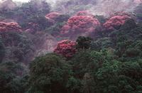 Tropical Rainforests