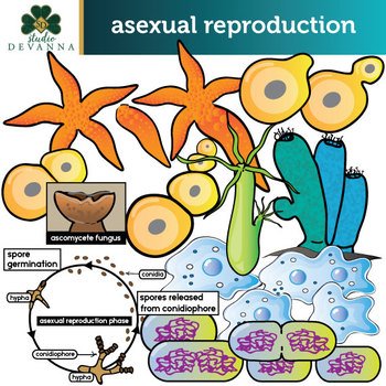 Asexual Reproduction | Quizizz