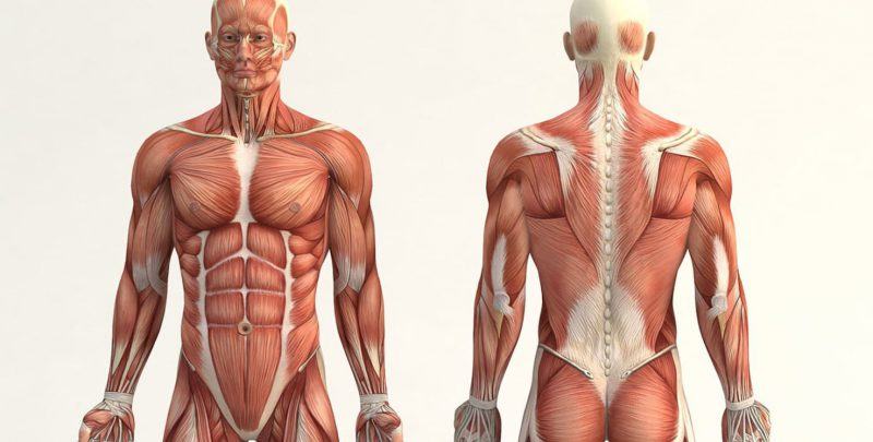 Cartões de anatomia - Série 10 - Questionário