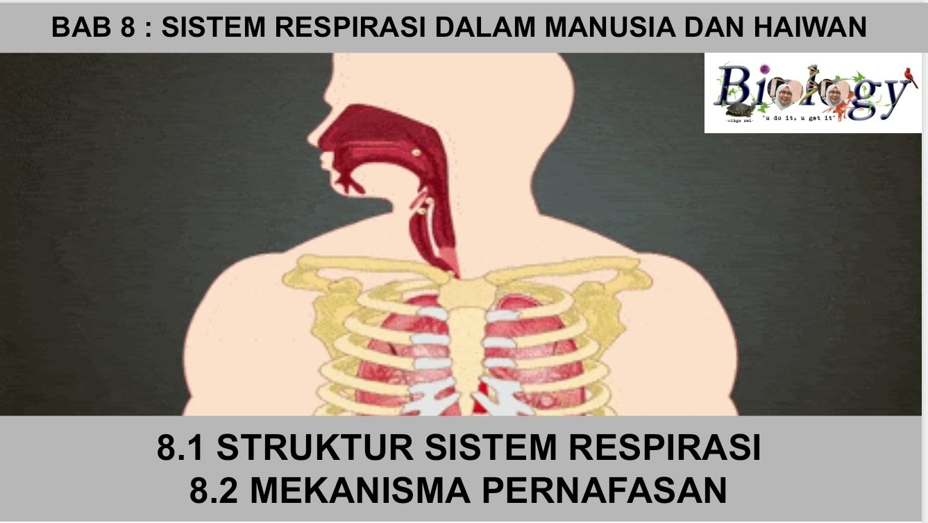 STRUKTUR SISTEM RESPIRASI