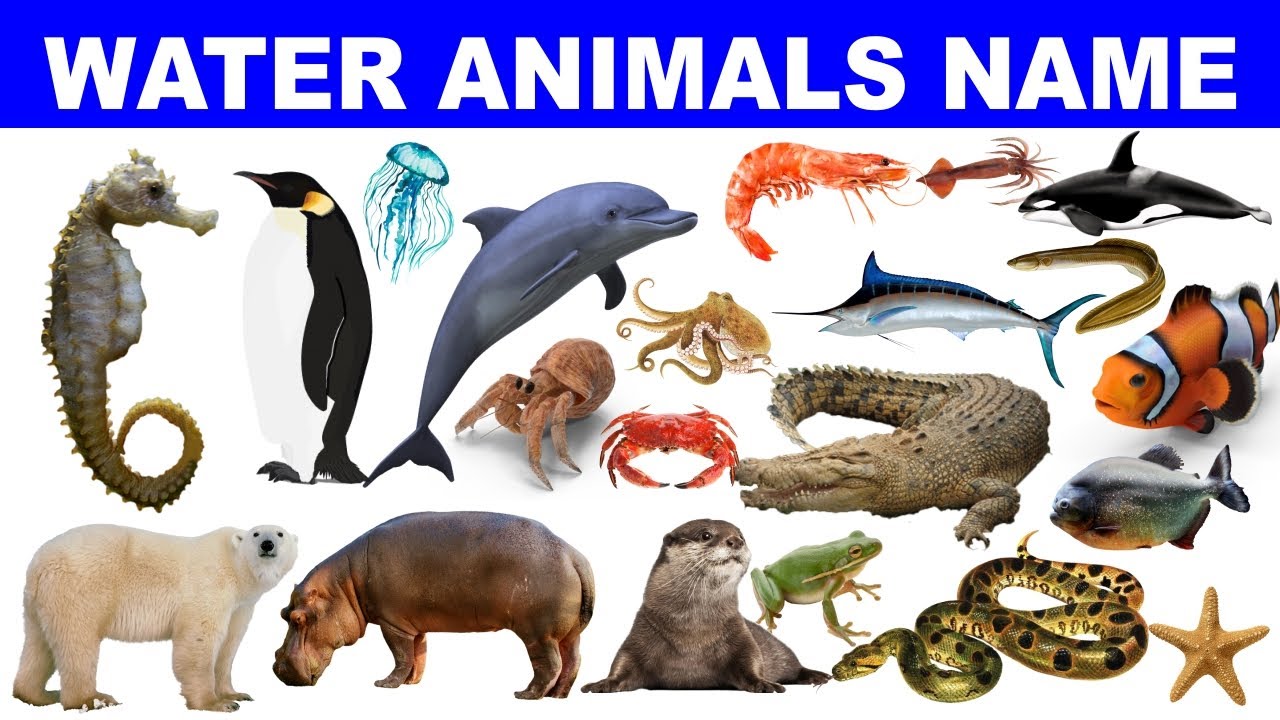 water animals | Other - Quizizz