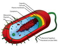 structure of a cell - Grade 8 - Quizizz