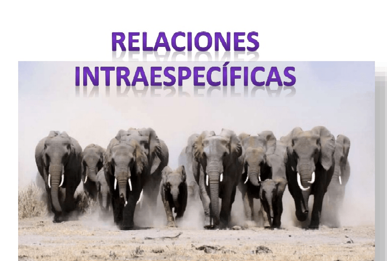 RELACIONES BIOLÓGICAS: INTRAESPECÍFICAS | Quizizz