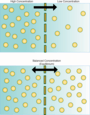 Passive Transport