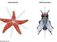 Symmetry - Grade 9 - Quizizz