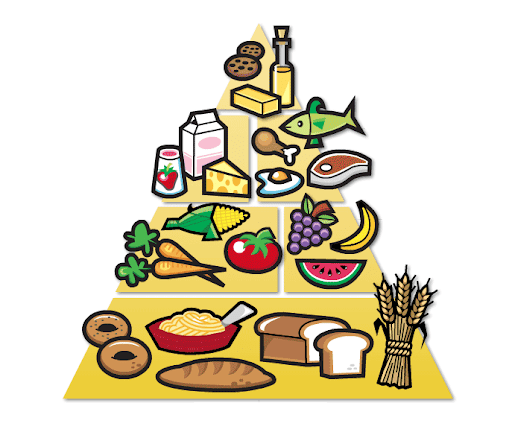 Food Pyramid & Food Groups