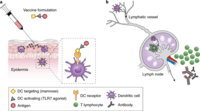 the immune system - Class 10 - Quizizz