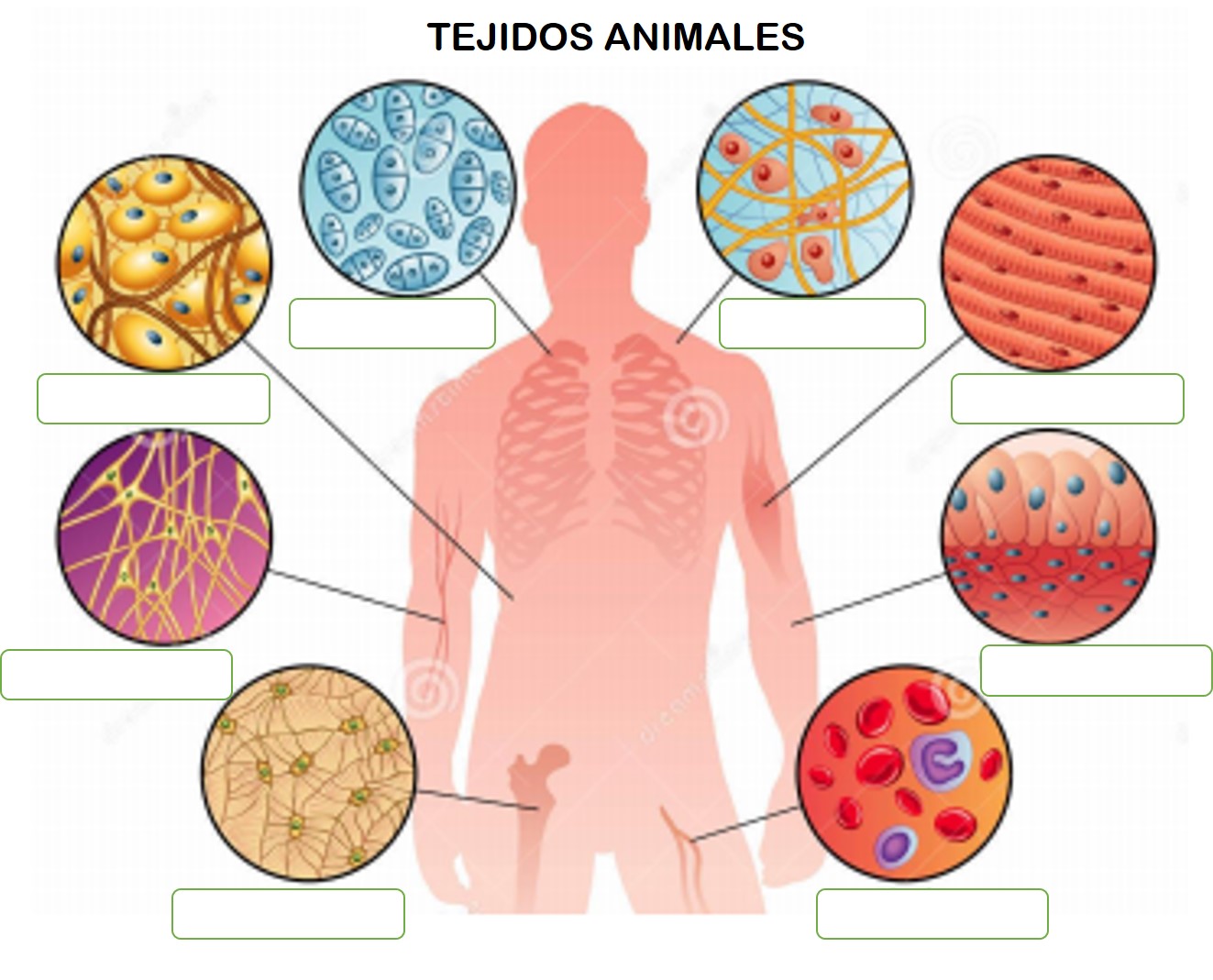 tejidos Tarjetas didácticas - Quizizz