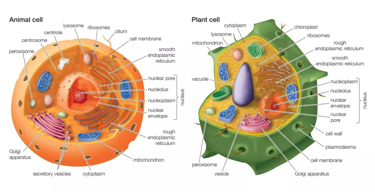 Cell Organelles Activity 