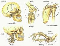 biologia behawioralna - Klasa 7 - Quiz