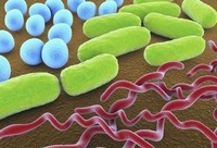 bakteri dan archaea - Kelas 6 - Kuis